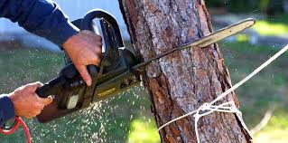 How Our Tree Care Process Works  in  Corona, CA