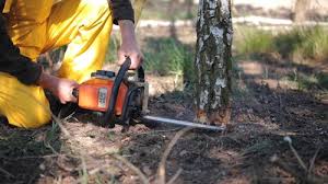 Best Commercial Tree Services  in Corona, CA