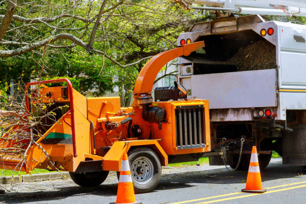Reliable Corona, CA Tree Removal Solutions