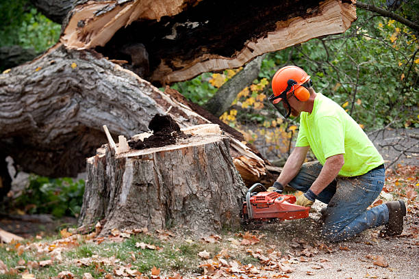 Best Tree Risk Assessment  in Corona, CA