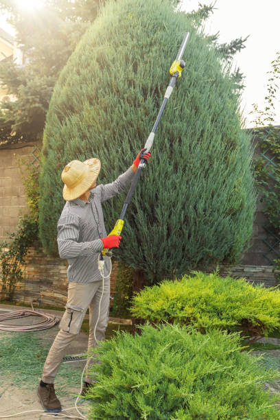  Corona, CA Tree Removal Pros