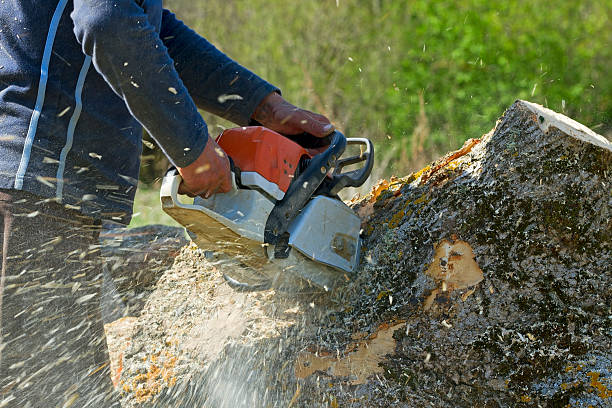 Best Lawn Grading and Leveling  in Corona, CA